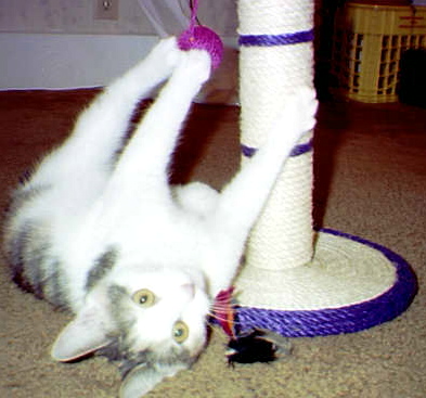 JPEG of Kitty playing